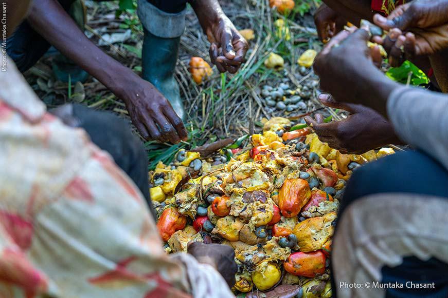 Cashew Industry Boost